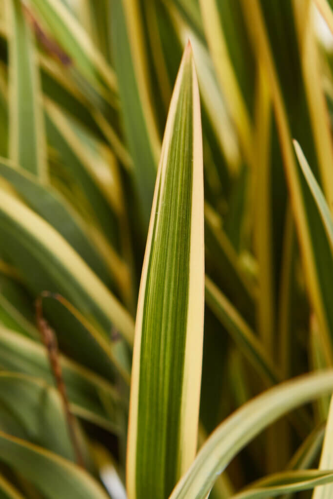 PHORMIUM TENAX VARIEGATUM