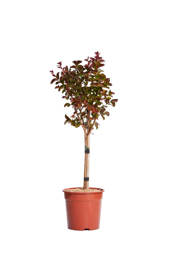 LAGESTROEMIA INDICA DYNAMITE (ROSSO)