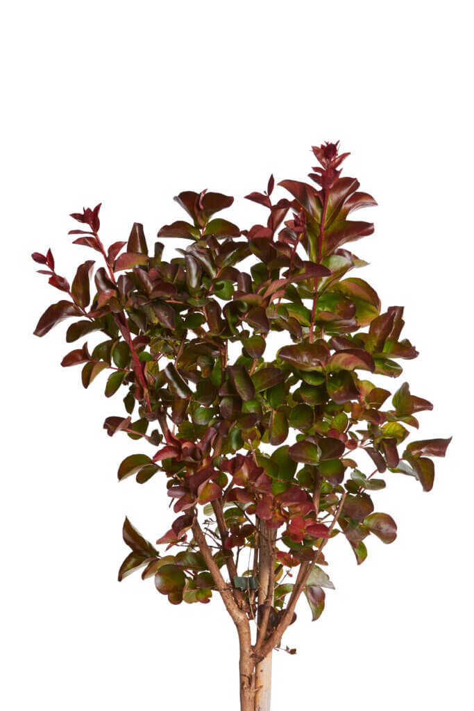 LAGESTROEMIA INDICA DYNAMITE (ROSSO)