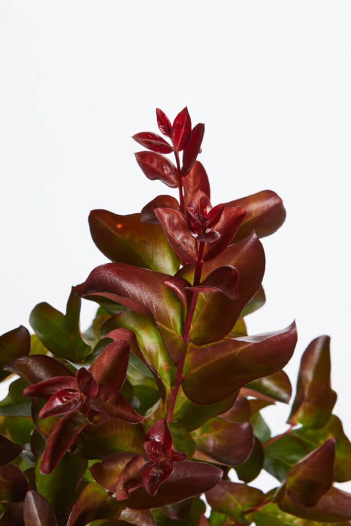 LAGESTROEMIA INDICA DYNAMITE (ROSSO)