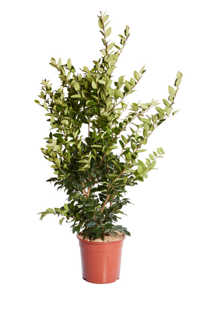 LIGUSTRUM TEXANUM