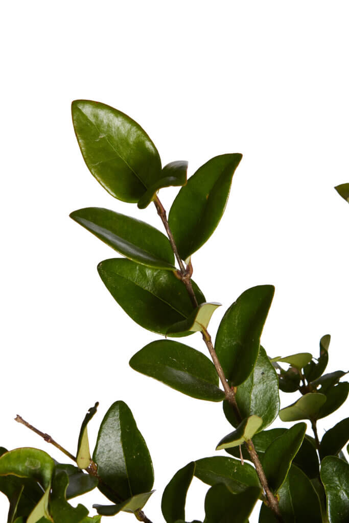 LIGUSTRUM TEXANUM