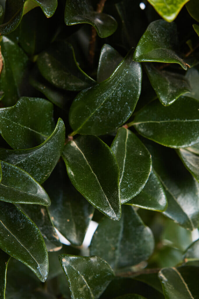 LIGUSTRUM TEXANUM