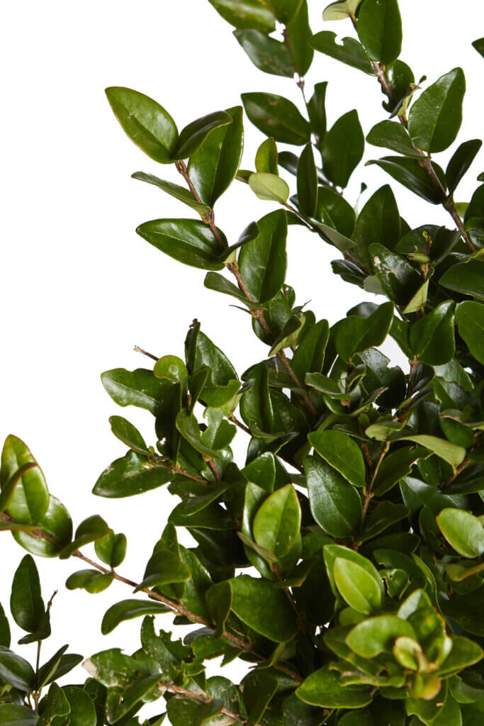 LIGUSTRUM TEXANUM