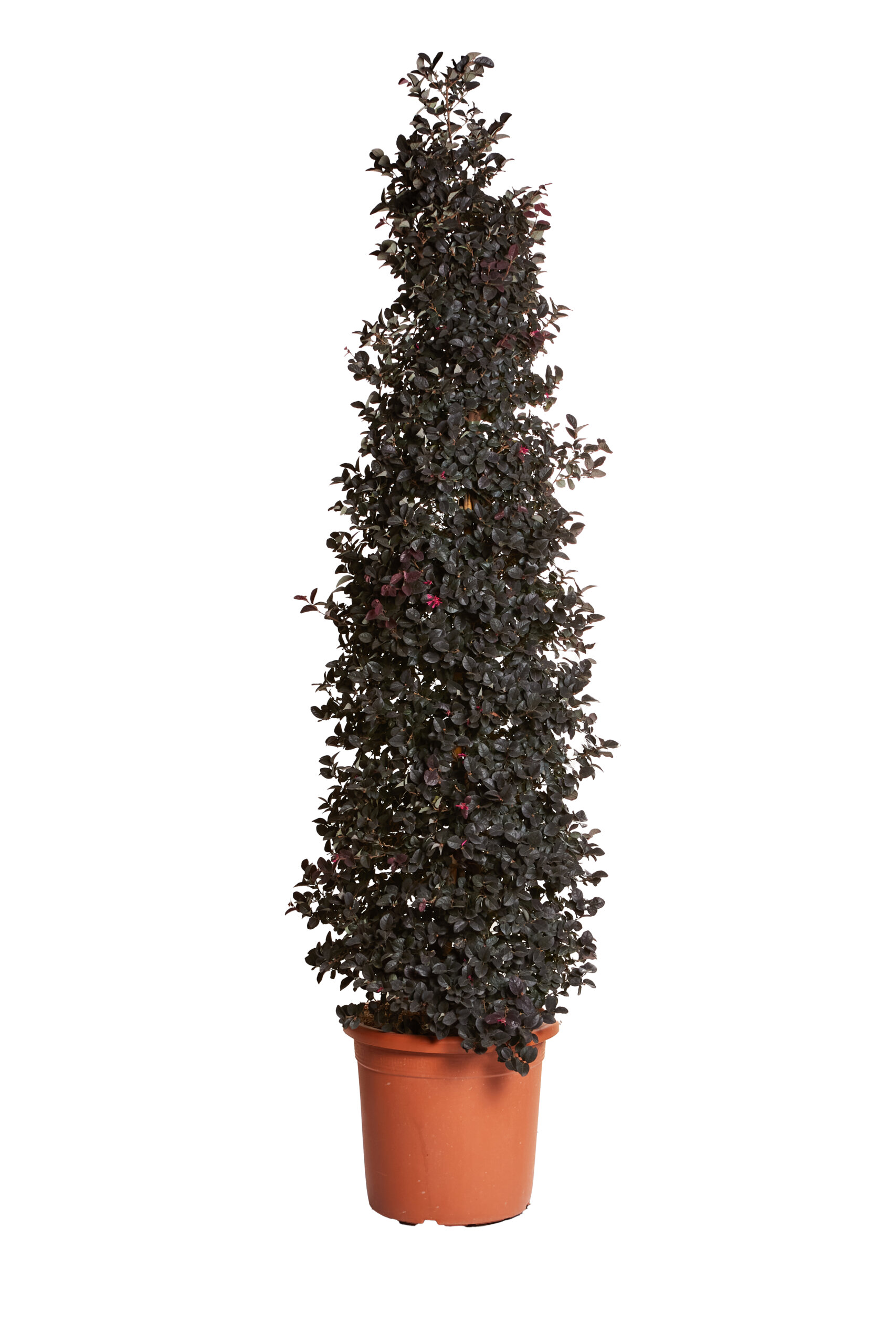 LOROPETALUM CHINENSIS FEDE