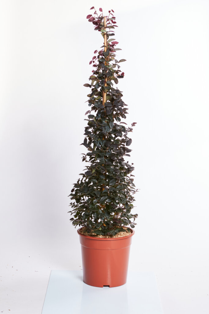 LOROPETALUM CHINENSE FEDE