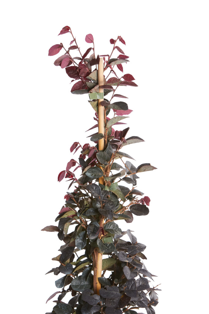 LOROPETALUM CHINENSE FEDE