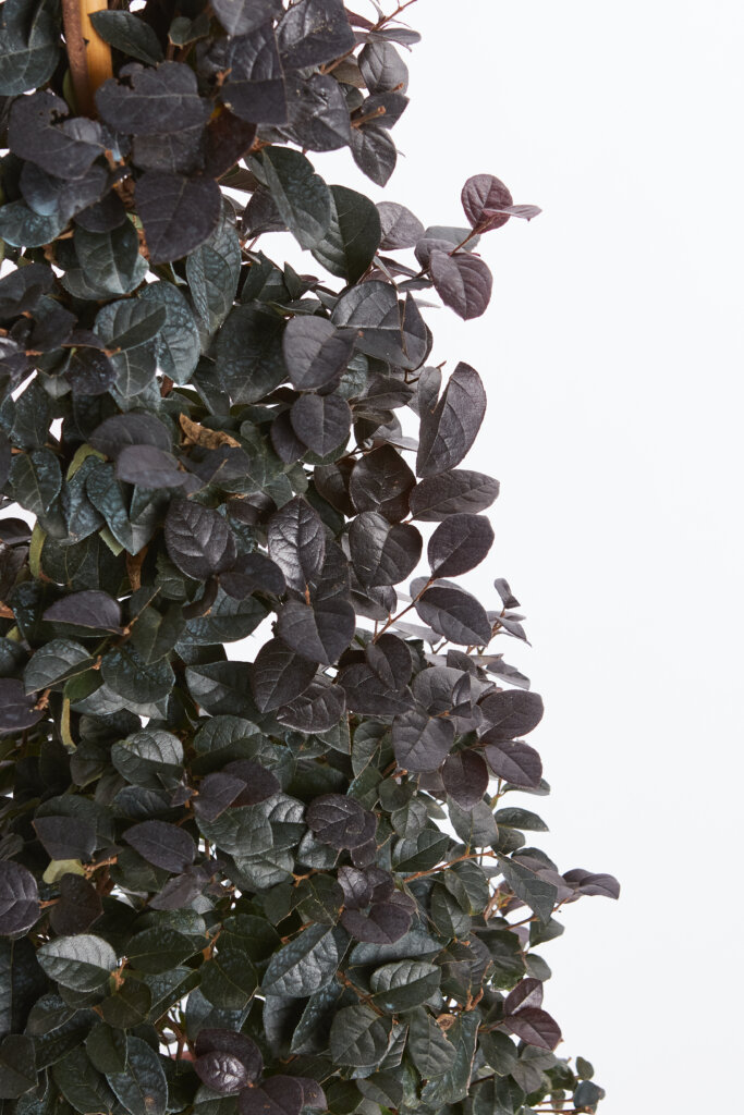 LOROPETALUM CHINENSE FEDE