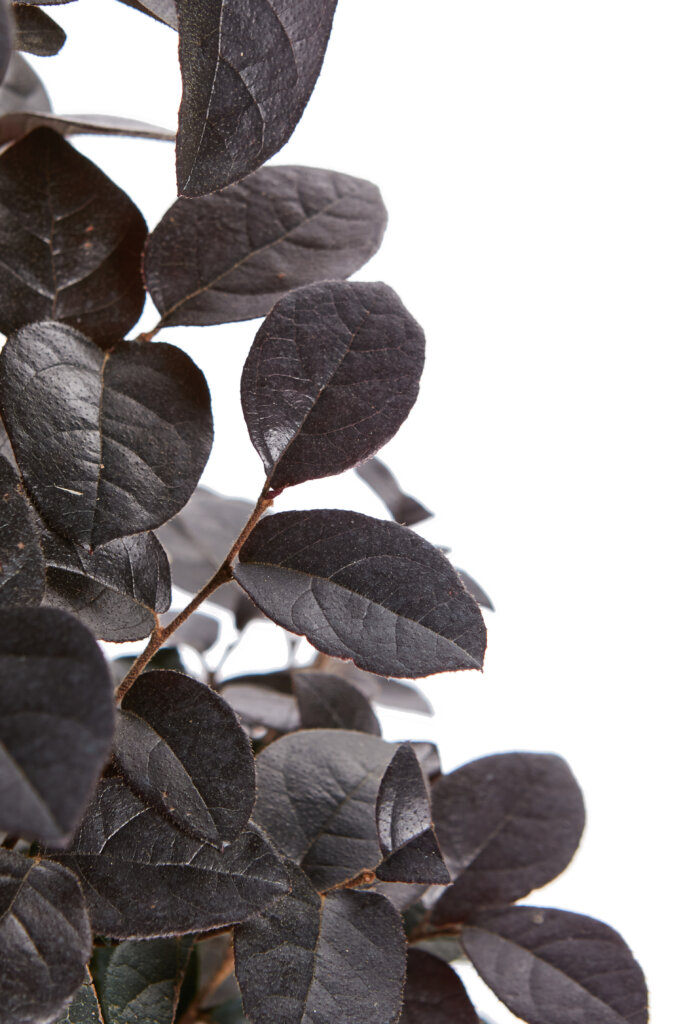 LOROPETALUM CHINENSE FEDE