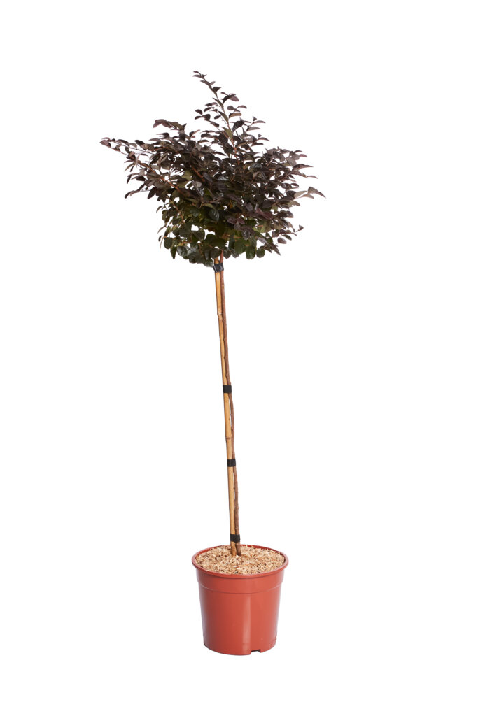 LOROPETALUM CHINENSE FEDE