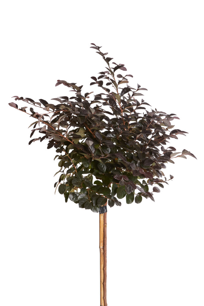 LOROPETALUM CHINENSE FEDE