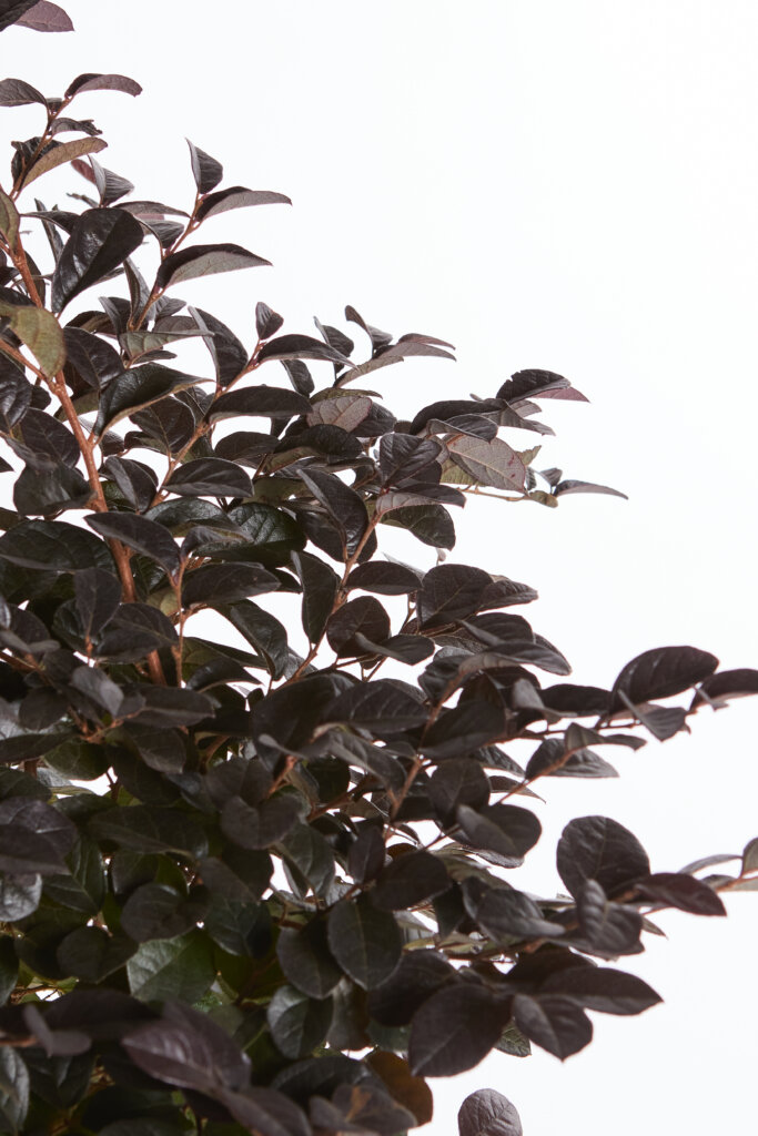 LOROPETALUM CHINENSE FEDE