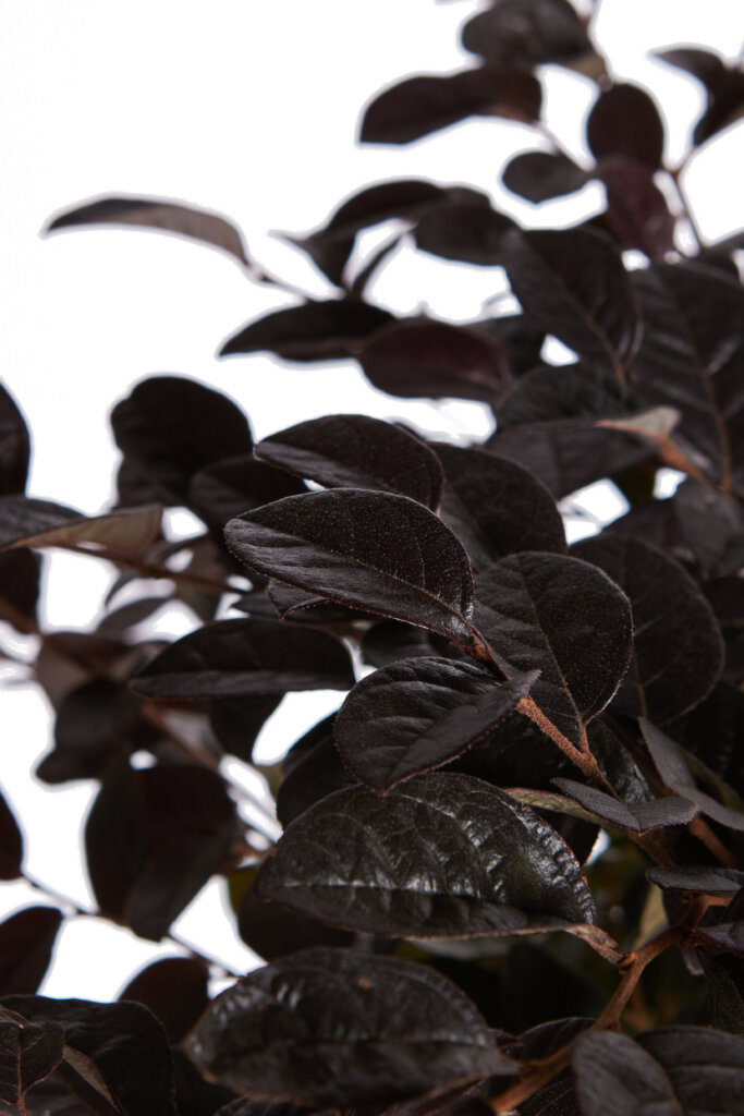 LOROPETALUM CHINENSE FEDE