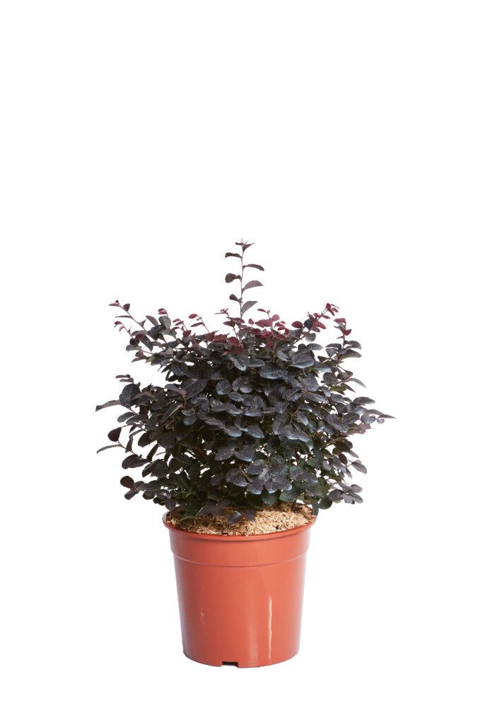 LOROPETALUM CHINENSE FEDE
