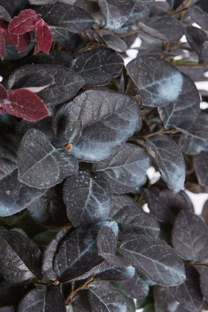LOROPETALUM CHINENSE FEDE