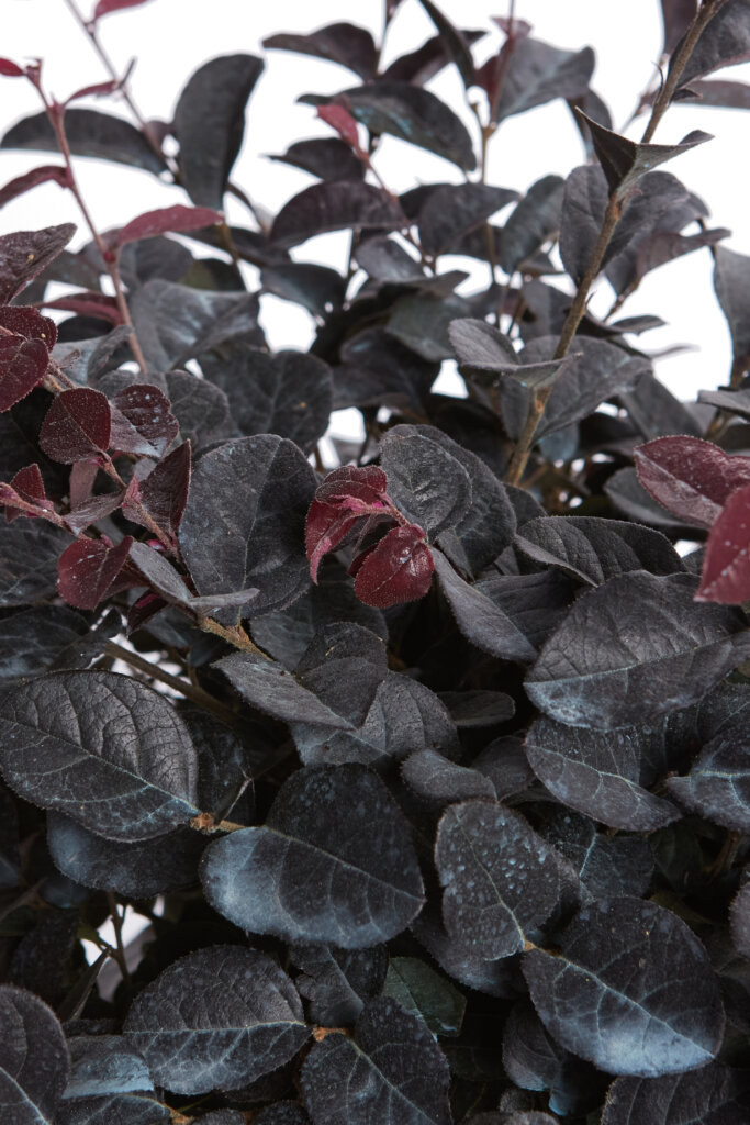 LOROPETALUM CHINENSE FEDE