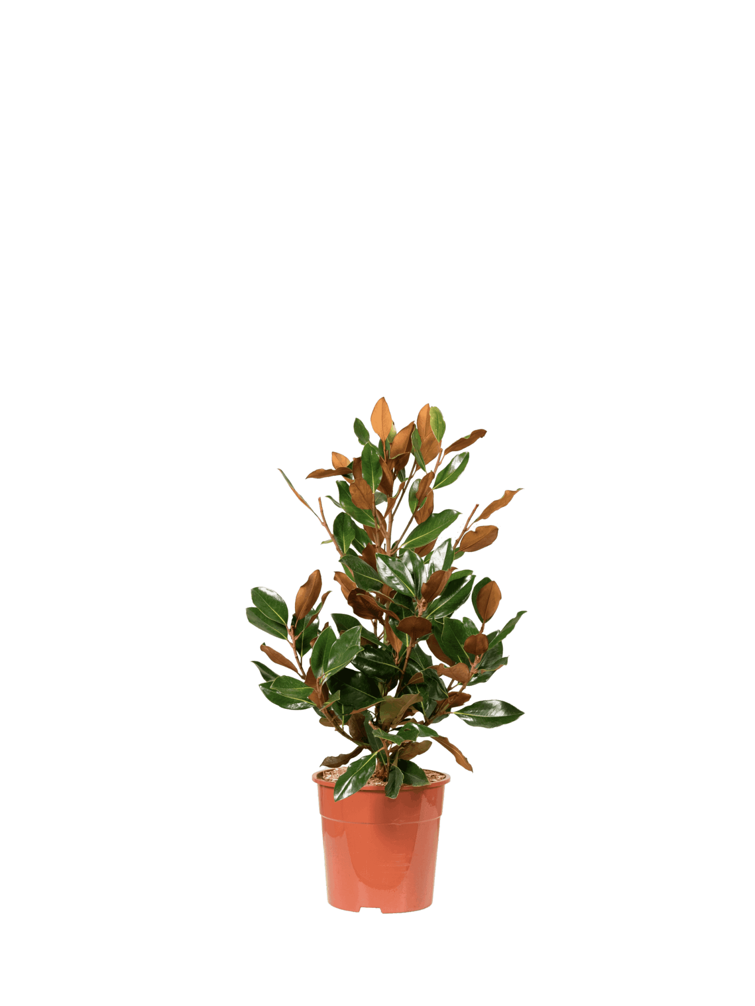 MAGNOLIA GRANDIFLORA LITTLE GEM