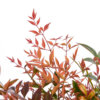 Nandina domestica gulf stream