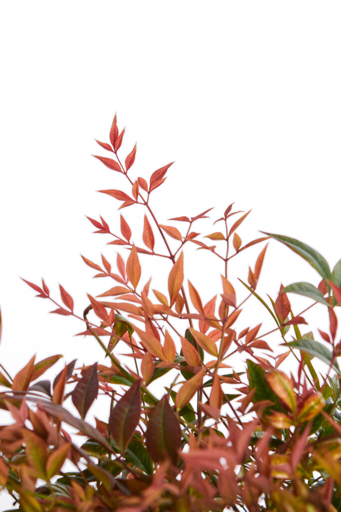 NANDINA DOMESTICA GULF STREAM