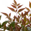 Nandina domestica obsessed