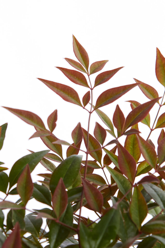 NANDINA DOMESTICA OBSESSED(R-ROYALTY)