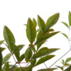 Nandina domestica 10 litri