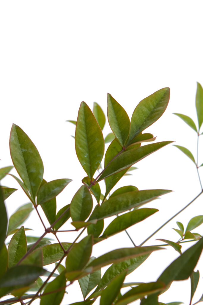 NANDINA DOMESTICA