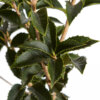 Osmanthus aquifolium