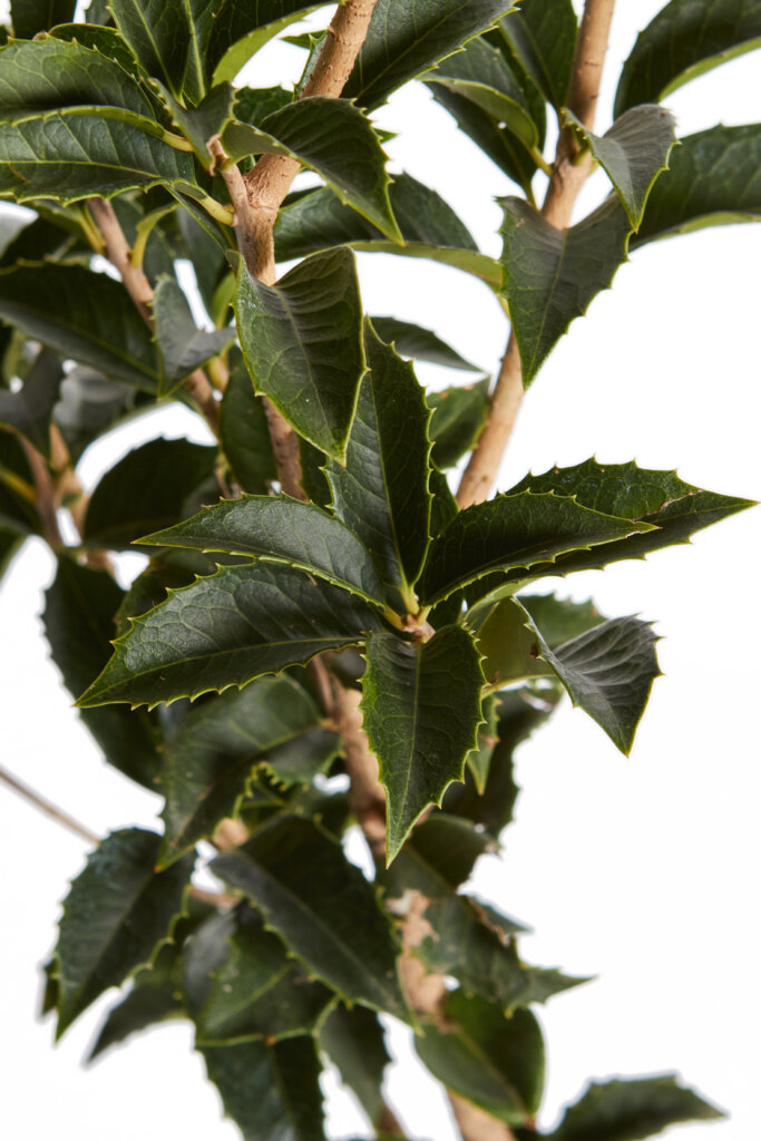 OSMANTHUS AQUIFOLIUM