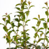 Osmanthus Burkwoody