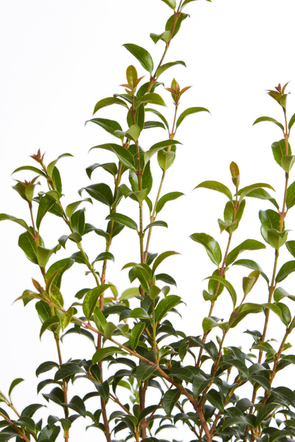 Osmanthus Burkwoody