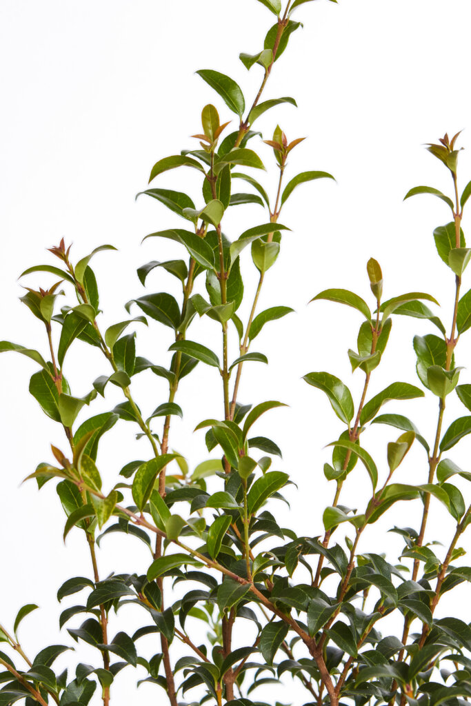 OSMANTHUS BURKWOODII