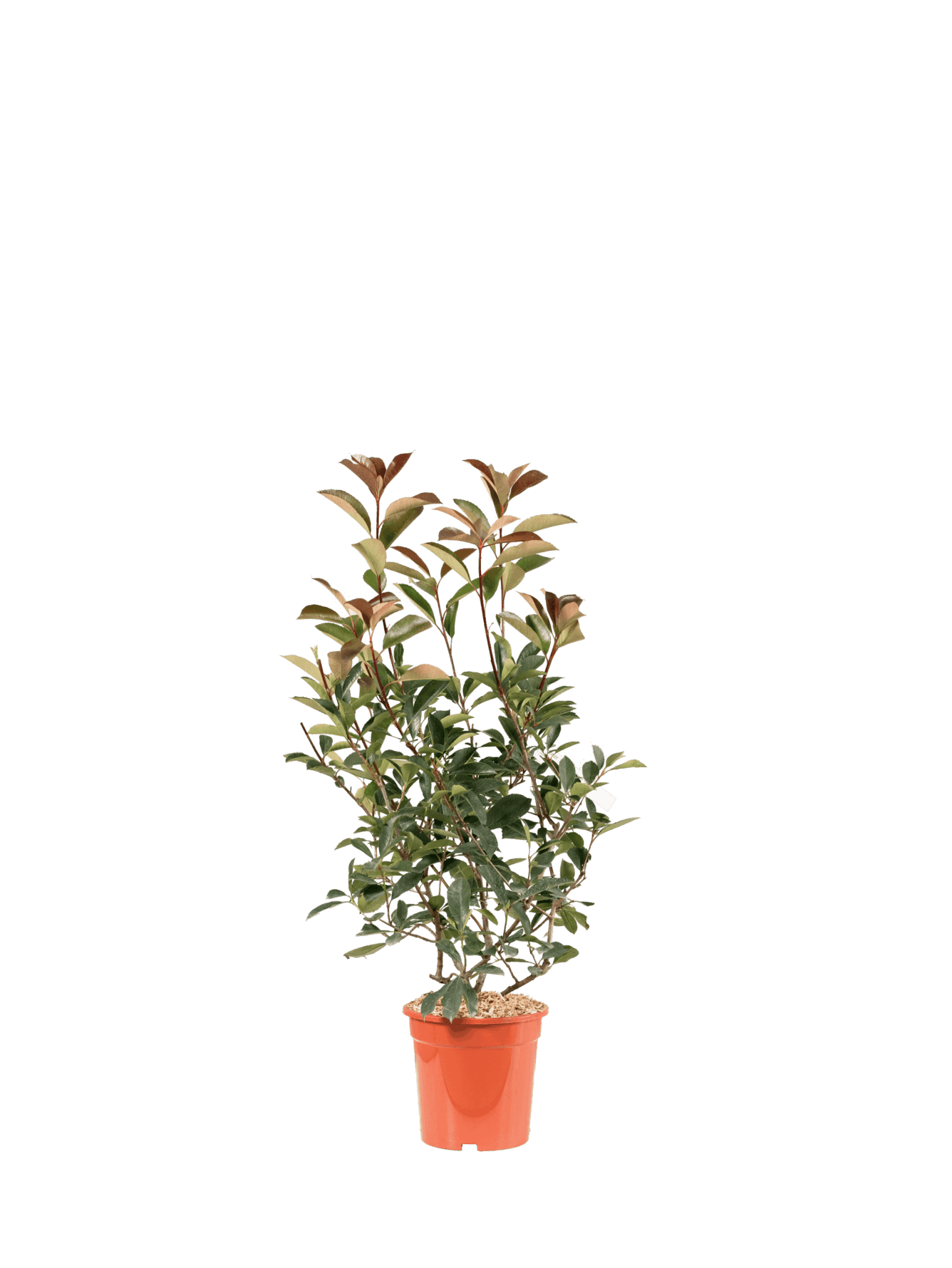 PHOTINIA X FRASEREI RED ROBIN