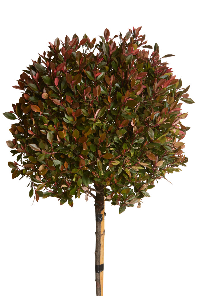 PHOTINIA X FRASEREI CHICO (R-ROYALTY)