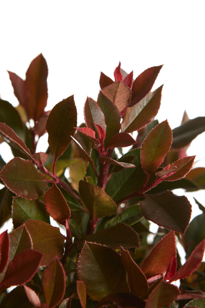 PHOTINIA X FRASEREI CHICO (R-ROYALTY)