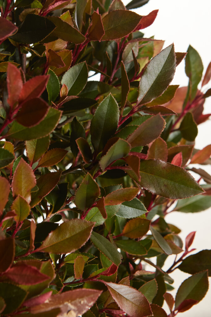 PHOTINIA X FRASEREI CHICO (R-ROYALTY)