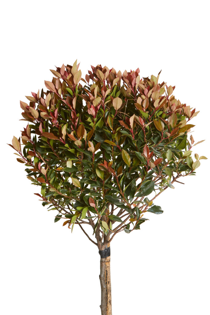 PHOTINIA X FRASEREI ROBUSTA COMPATTA