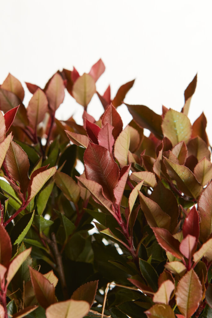 PHOTINIA X FRASEREI ROBUSTA COMPATTA