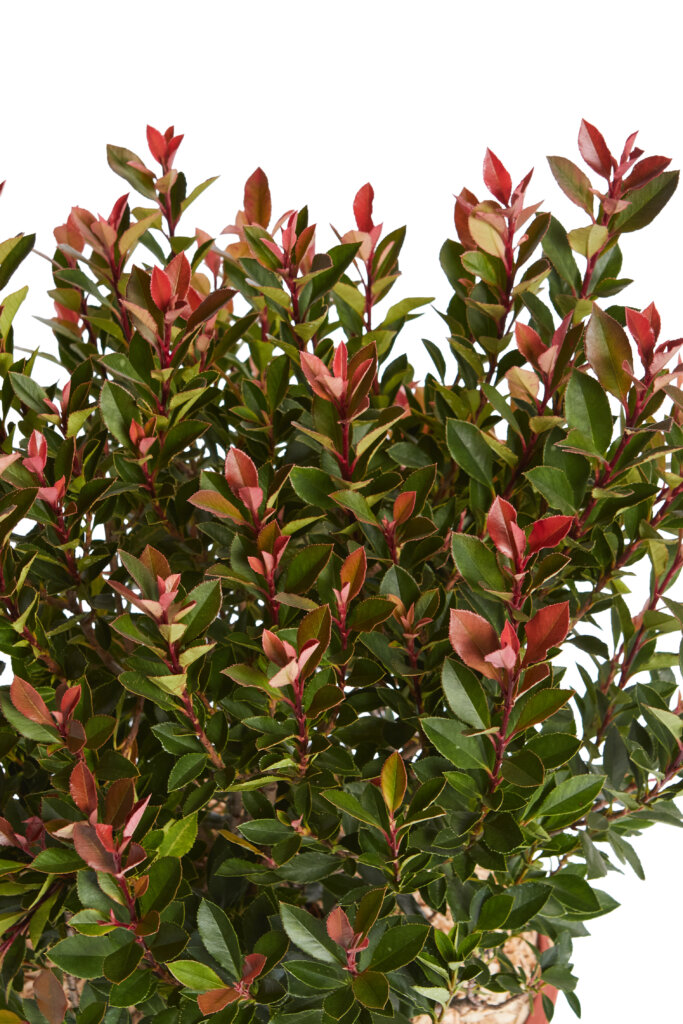 PHOTINIA X FRASEREI CHICO (R-ROYALTY)