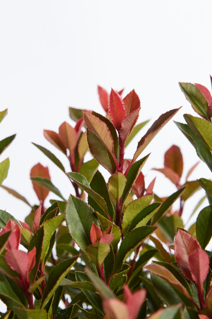 PHOTINIA X FRASEREI CHICO (R-ROYALTY)