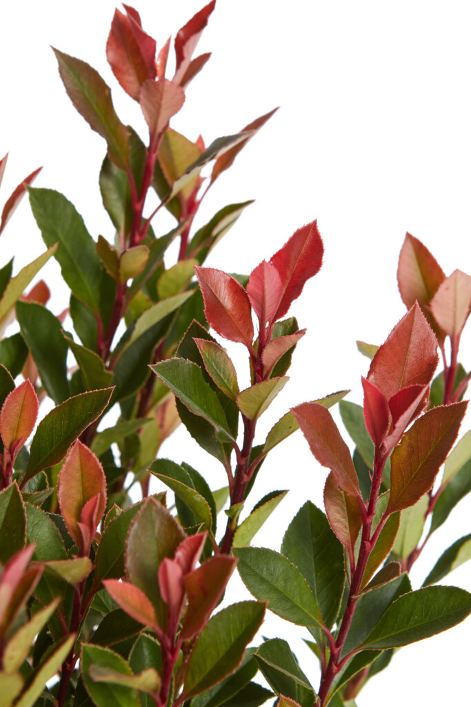 PHOTINIA X FRASEREI CHICO (R-ROYALTY)