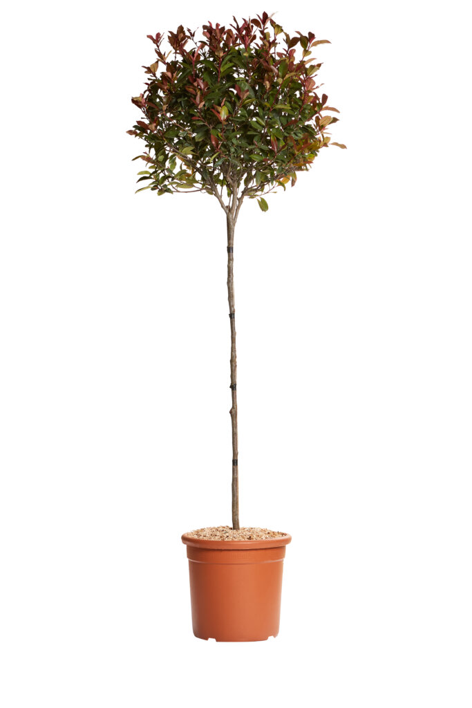 PHOTINIA X FRASEREI ROBUSTA COMPATTA