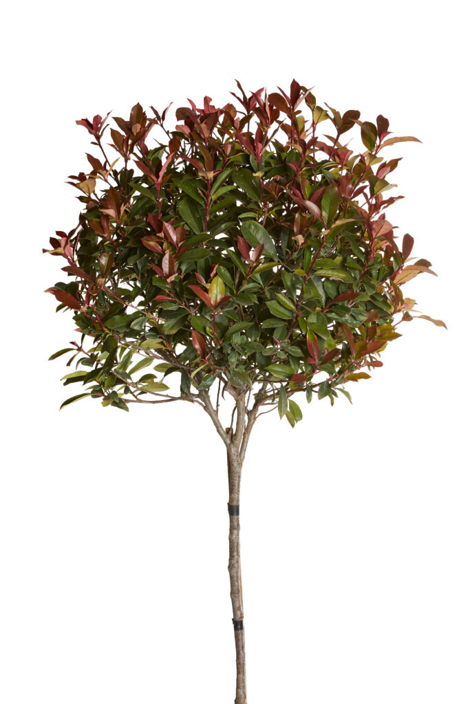 PHOTINIA X FRASEREI ROBUSTA COMPATTA