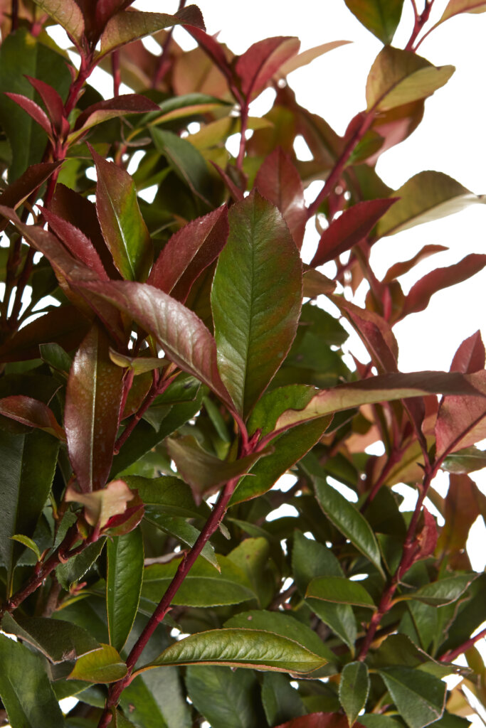 PHOTINIA X FRASEREI ROBUSTA COMPATTA