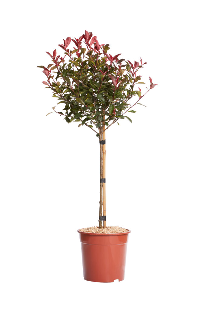 PHOTINIA X FRASEREI ROBUSTA COMPATTA