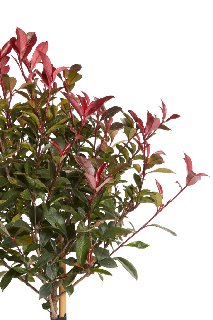 PHOTINIA X FRASEREI ROBUSTA COMPATTA