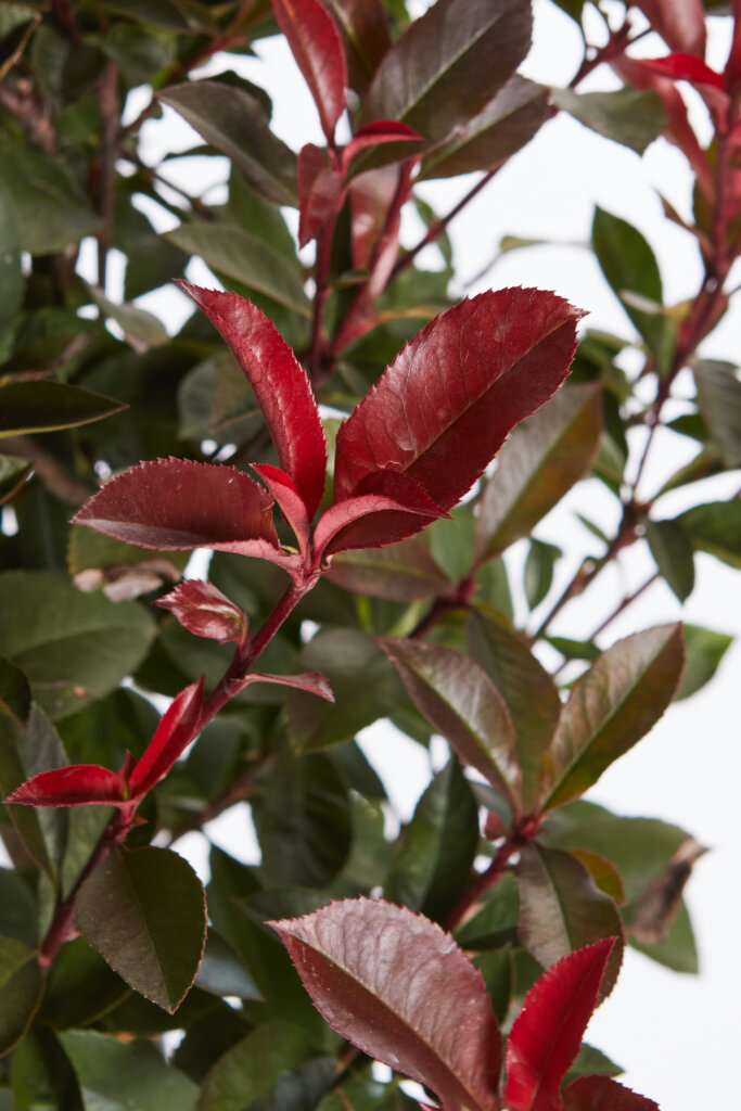 PHOTINIA X FRASEREI ROBUSTA COMPATTA