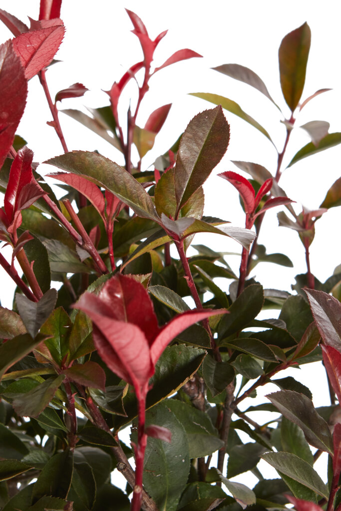 PHOTINIA X FRASEREI ROBUSTA COMPATTA