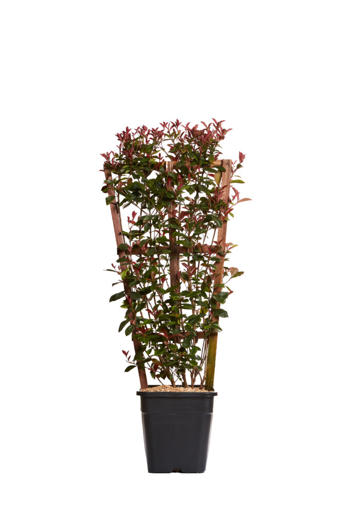PHOTINIA X FRASEREI ROBUSTA COMPATTA