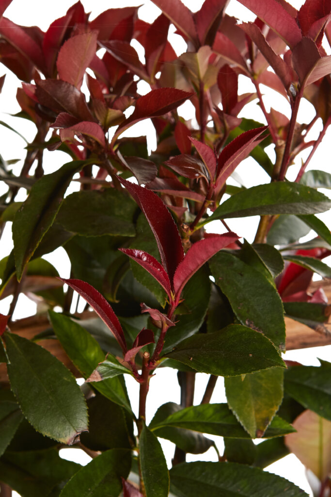 PHOTINIA X FRASEREI ROBUSTA COMPATTA
